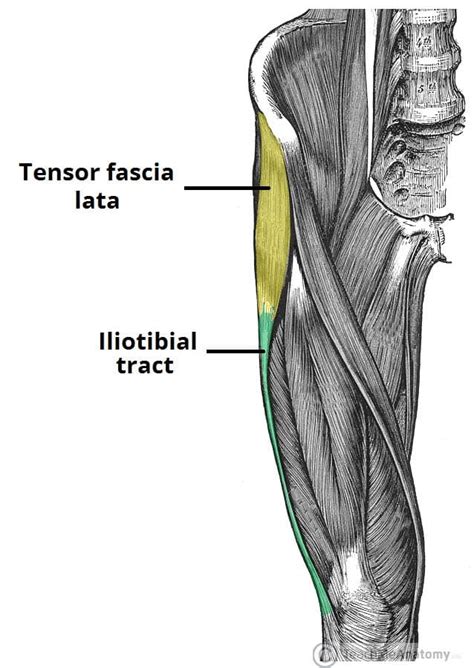 The Fascia Lata 